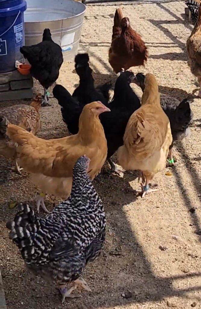 chickens